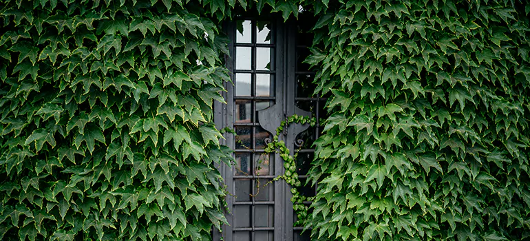 Garden Gate Repair in Mountain View, CA